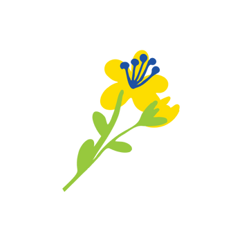 St. John’s Wort