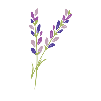 Lavender