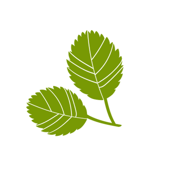 Raspberry Leaf