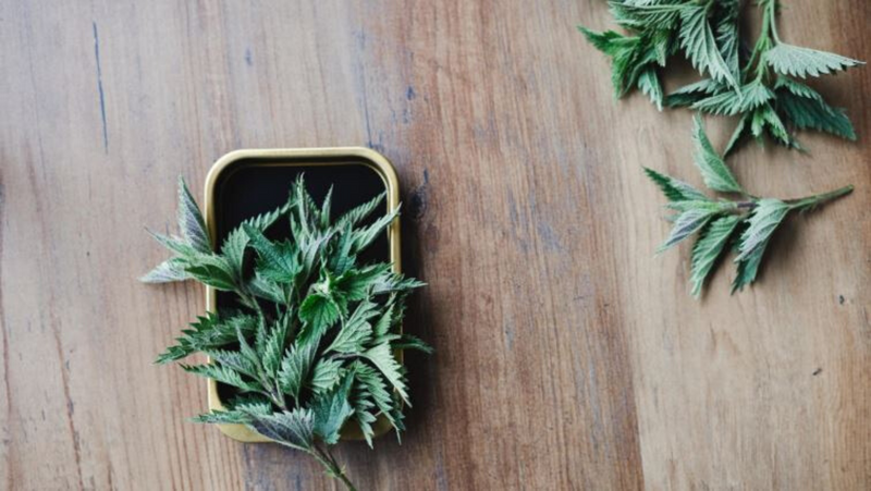 Nettle: More Than a Galactagogue