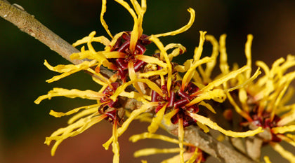 Witch Hazel: A Spooktacular Herb!