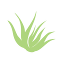 Illustration of aloe