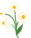 Illustration of chamomile