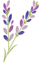 Illustration of lavender