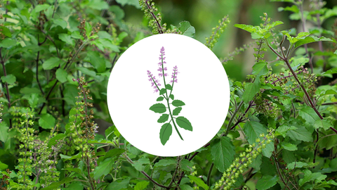 tulsi plant with illustrated tulsi on a white circle