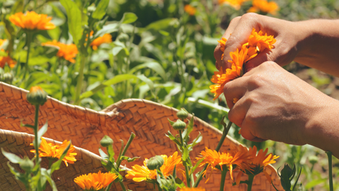 What is Wild Harvesting?