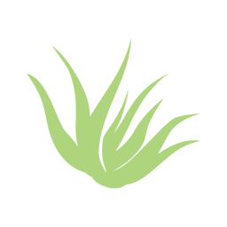 Aloe