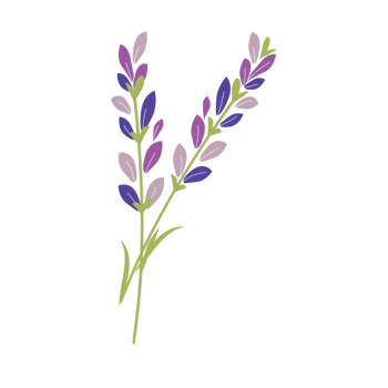 Lavender – Motherlove Herbal Company