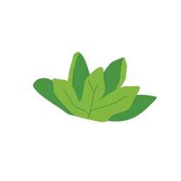 Mullein