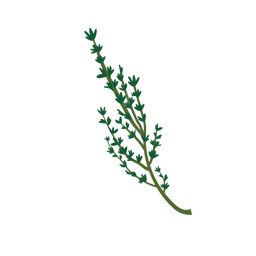 Thyme