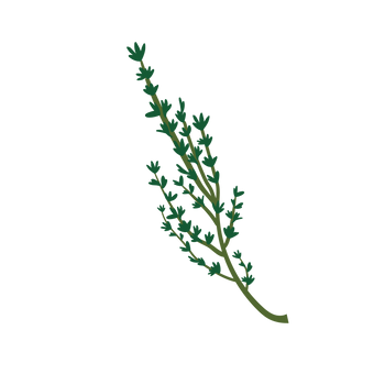Thyme