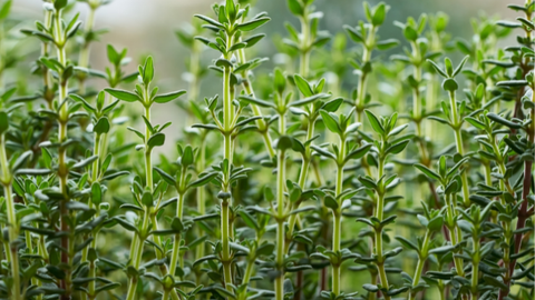 Sinus Steam for Kids & Adults