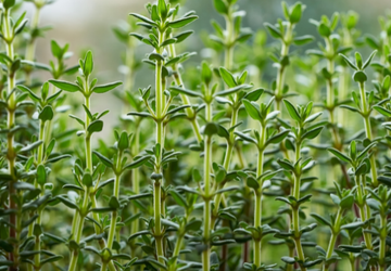 Sinus Steam for Kids & Adults