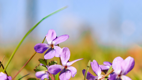 Make Wild Violet Honey Syrup