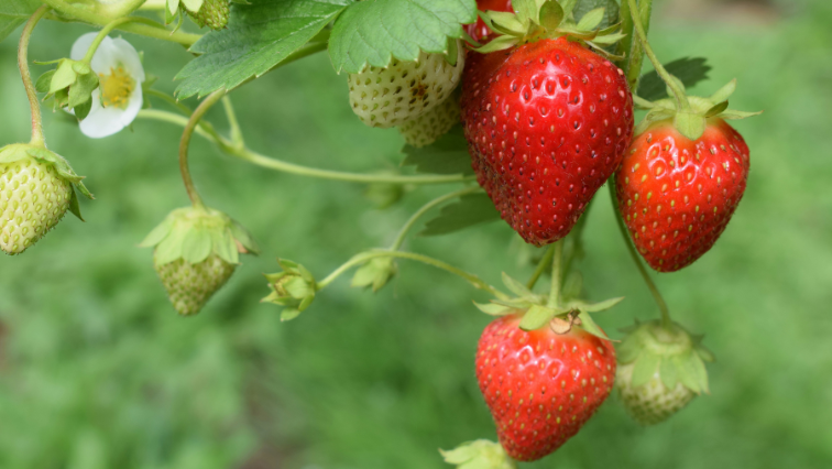 8 Earth Energy Fruits and Veggies, Plus Kid-Friendly Recipes