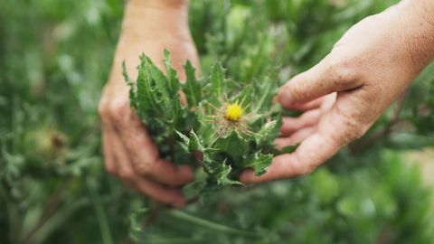 Blessed Thistle:  A Natural Galactagogue