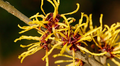 Witch Hazel can be a Mom's Best Friend