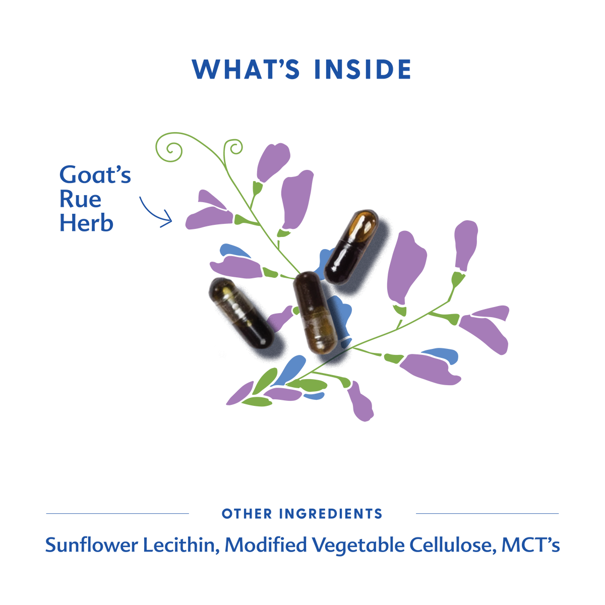 Goat's Rue Capsules | Motherlove – Motherlove Herbal Company