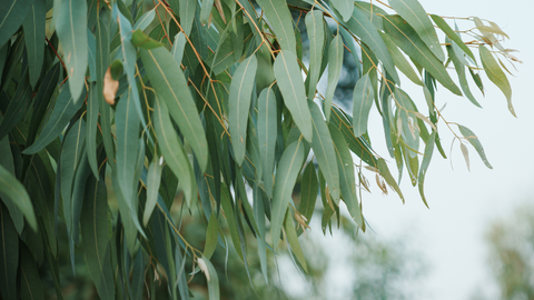 Eucalyptus Leaves