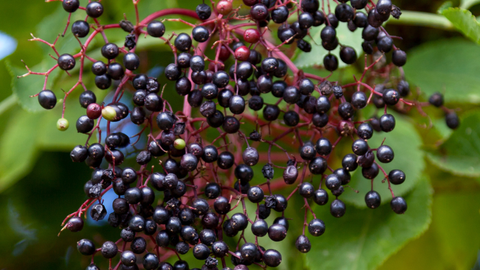 Elderberries