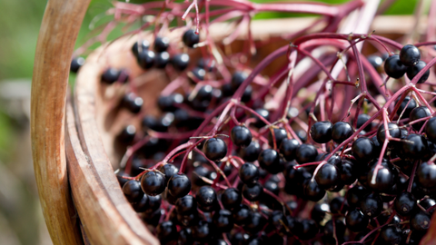 Elderberries in basket