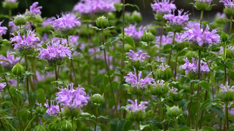 A close-up view of a field of bee balm flowers with green leaves and stems, softly blurred in the background.