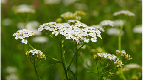 White yarrow flowers with green stems in a soft-focus green field.