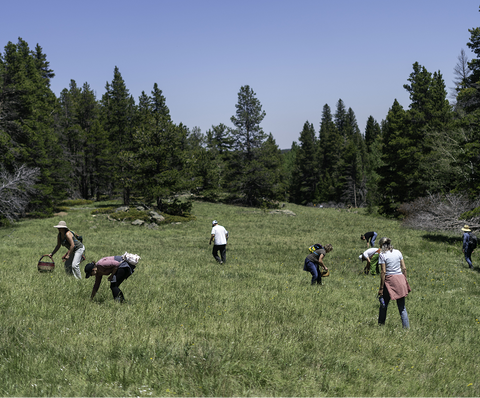 Several people are scattered across a grassy field under a clear blue sky, with a line of evergreen trees in the background.