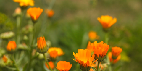 Image of calendula in field