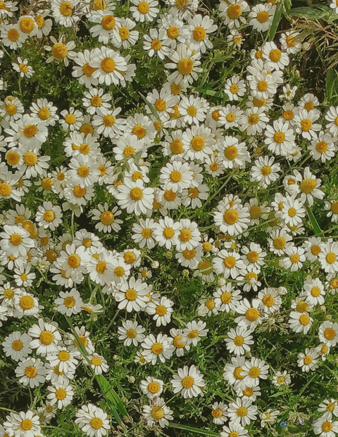 Close-up of white chamomile flowers with yellow centers on a green background