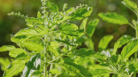 Close-up of a green leafy tulsi with a blurred natural background